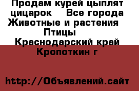 Продам курей цыплят,цицарок. - Все города Животные и растения » Птицы   . Краснодарский край,Кропоткин г.